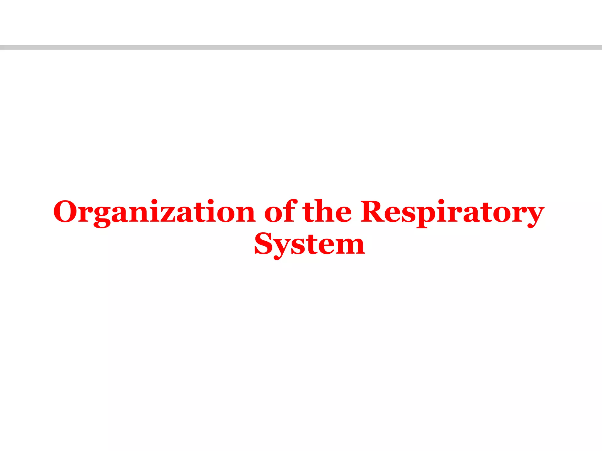 Organization of the Respiratory
System
 