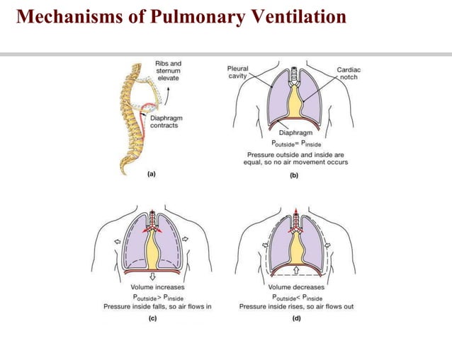 respiratory system Physiology | PPT