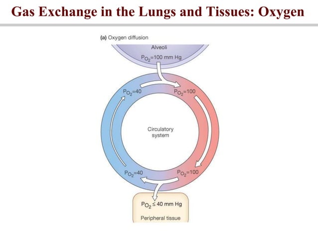 respiratory system Physiology | PPT