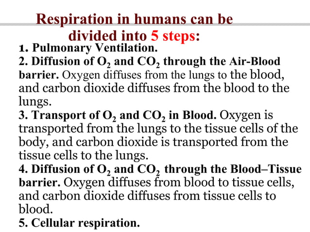 respiratory system Physiology | PPT