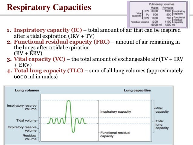 alveolar vs anatomic vs physiologic dead space