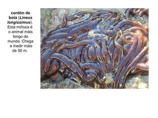 cordón de
bota (Lineus
longissimus).
Esta miñoca é
o animal máis
longo do
mundo. Chega
a medir máis
de 50 m.
 