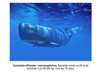 Cachalote (Phiseter macrocephalus). Ramente acada os 20 m de
lonxitude e os 50.000 kg. Vive ata 70 anos.
 