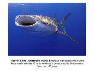 Tiburón balea (Rhincodon typus). É o peixe máis grande do mundo.
Pode medir máis de 12 m de lonxitude e pesar preto de 20 toneladas.
Vive uns 100 anos.
 