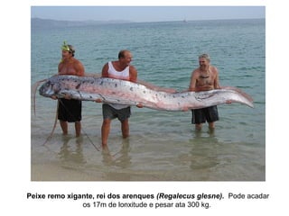 Peixe remo xigante, rei dos arenques (Regalecus glesne). Pode acadar
os 17m de lonxitude e pesar ata 300 kg.
 