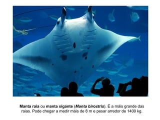 Manta raia ou manta xigante (Manta birostris). É a máis grande das
raias. Pode chegar a medir máis de 8 m e pesar arredor de 1400 kg.
 