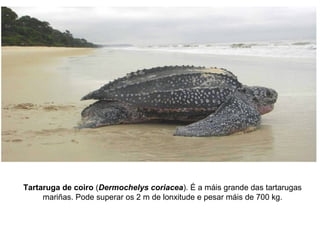 Tartaruga de coiro (Dermochelys coriacea). É a máis grande das tartarugas
mariñas. Pode superar os 2 m de lonxitude e pesar máis de 700 kg.
 