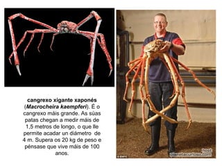 cangrexo xigante xaponés
(Macrocheira kaempferi). É o
cangrexo máis grande. As súas
patas chegan a medir máis de
1,5 metros de longo, o que lle
permite acadar un diámetro de
4 m. Supera os 20 kg de peso e
pénsase que vive máis de 100
anos.
 