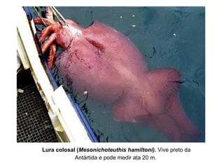 Lura colosal (Mesonichoteuthis hamiltoni). Vive preto da
Antártida e pode medir ata 20 m.
 