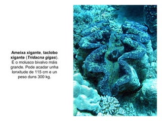 Ameixa xigante, taclobo
xigante (Tridacna gigas).
É o molusco bivalvo máis
grande. Pode acadar unha
lonxitude de 115 cm e un
peso duns 300 kg.
 