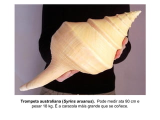 Trompeta australiana (Syrins aruanus). Pode medir ata 90 cm e
pesar 18 kg. É a caracola máis grande que se coñece.
 