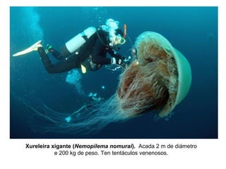 Xureleira xigante (Nemopilema nomurai). Acada 2 m de diámetro
e 200 kg de peso. Ten tentáculos venenosos.
 