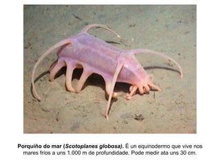 Porquiño do mar (Scotoplanes globosa). É un equinodermo que vive nos
mares fríos a uns 1.000 m de profundidade. Pode medir ata uns 30 cm.
 