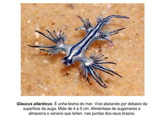 Glaucus atlanticus. É unha lesma do mar. Vive aboiando por debaixo da
superficie da auga. Mide de 4 a 5 cm. Aliméntase de augamares e
almacena o veneno que teñen, nas puntas dos seus brazos.
 