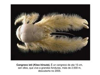 Cangrexo ieti (Kiwa hirsuta). É un cangrexo de ata 15 cm,
sen ollos, que vive a grandes fonduras, máis de 2.000 m,
descuberto no 2005.
 