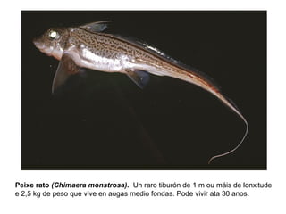 Peixe rato (Chimaera monstrosa). Un raro tiburón de 1 m ou máis de lonxitude
e 2,5 kg de peso que vive en augas medio fondas. Pode vivir ata 30 anos.
 