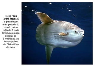 Peixe roda
(Mola mola). É
o peixe óseo
máis pesado do
mundo, mide
máis de 3 m de
lonxitude e pode
superar as
2 toneladas. As
femias poñen
ata 300 millóns
de ovos.
 
