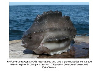 Ciclopterus lumpus. Pode medir ata 60 cm. Vive a profundidades de ata 300
m e achégase á costa para desovar. Cada femia pode poñer arredor de
300.000 ovos.
 