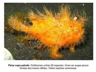 Peixe sapo peludo. Coñécense unhas 30 especies. Viven en augas pouco
fondas dos mares cálidos. Teñen espiñas venenosas.
 