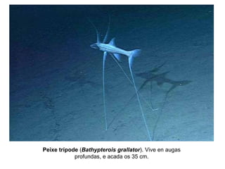 Peixe trípode (Bathypterois grallator). Vive en augas
profundas, e acada os 35 cm.
 