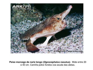 Peixe morcego de nariz longo (Ogcocephalus nasutus). Mide entre 20
e 40 cm. Camiña polos fondos coa axuda das aletas.
 