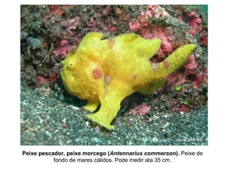 Peixe pescador, peixe morcego (Antennarius commerson). Peixe de
fondo de mares cálidos. Pode medir ata 35 cm.
 