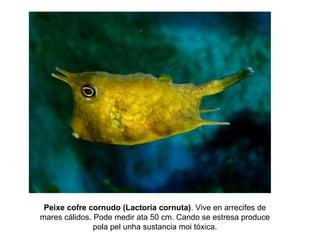 Peixe cofre cornudo (Lactoria cornuta). Vive en arrecifes de
mares cálidos. Pode medir ata 50 cm. Cando se estresa produce
pola pel unha sustancia moi tóxica.
 