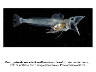 Draco, peixe de xeo antártico (Chionodraco hamatus). Vive debaixo do xeo,
preto da Antártida. Ten o sangue transparente. Pode acadar ata 35 cm.
 