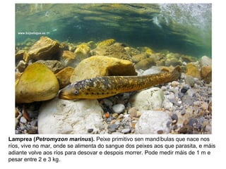 Lamprea (Petromyzon marinus). Peixe primitivo sen mandíbulas que nace nos
ríos, vive no mar, onde se alimenta do sangue dos peixes aos que parasita, e máis
adiante volve aos ríos para desovar e despois morrer. Pode medir máis de 1 m e
pesar entre 2 e 3 kg.
 