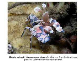 Gamba arlequín (Hymenocera elegans). Mide uns 5 m. Adoita vivir por
parellas. Aliméntase de estrelas de mar.
 