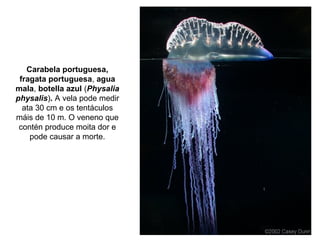Carabela portuguesa,
fragata portuguesa, agua
mala, botella azul (Physalia
physalis). A vela pode medir
ata 30 cm e os tentáculos
máis de 10 m. O veneno que
contén produce moita dor e
pode causar a morte.
 