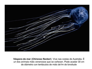 Véspora do mar (Chironex fleckeri). Vive nas costas de Australia. É
un dos animais máis venenosos que se coñecen. Pode acadar 30 cm
de diámetro con tentáculos de máis de1m de lonxitude
 