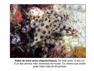 Polbo de aneis azúis (Hapalochlaena). Só mide entre 15 e20 cm.
É un dos animais máis venenosos do mundo. Co veneno que contén
pode matar máis de 20 persoas.
 