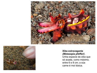 Xiba extravagante
(Metasepia pfefferi).
Unha especie de xiba que
só acada, como máximo,
entre 6 e 8 cm; a súa
carne é moi tóxica.
 