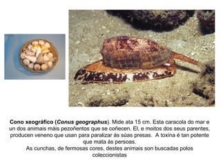 Cono xeográfico (Conus geographus). Mide ata 15 cm. Esta caracola do mar e
un dos animais máis pezoñentos que se coñecen. El, e moitos dos seus parentes,
producen veneno que usan para paralizar ás súas presas. A toxina é tan potente
que mata ás persoas.
As cunchas, de fermosas cores, destes animais son buscadas polos
coleccionistas
 