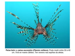 Peixe león ou peixe escorpión (Pterois volitans). Pode medir entre 30 e 40
cm. Vive en mares cálidos. Ten veneno nas espiñas da aletas.
 