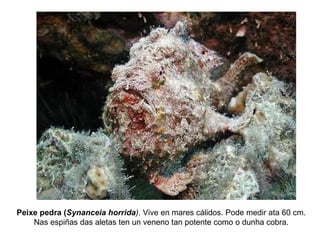Peixe pedra (Synanceia horrida). Vive en mares cálidos. Pode medir ata 60 cm.
Nas espiñas das aletas ten un veneno tan potente como o dunha cobra.
 