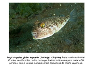 Fugu ou peixe globo xaponés (Takifugu rubipres). Pode medir ata 80 cm.
Contén, en diferentes partes do corpo, toxinas suficientes para matar a 30
persoas, pero é un dos manxares máis apreciados da cociña xaponesa.
 