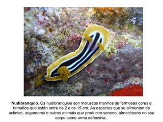 Nudibranquio. Os nudibranquios son moluscos mariños de fermosas cores e
tamaños que están entre os 2 e os 15 cm. As especies que se alimentan de
actinias, augamares e outros animais que producen veneno, almacénano no seu
corpo como arma defensiva.
 
