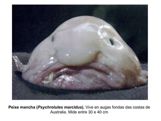 Peixe mancha (Psychrolutes marcidus). Vive en augas fondas das costas de
Australia. Mide entre 30 e 40 cm
 