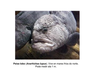 Peixe lobo (Anarhichas lupus). Vive en mares fríos do norte.
Pode medir ata 1 m.
 