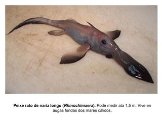 Peixe rato de nariz longo (Rhinochimaera). Pode medir ata 1,5 m. Vive en
augas fondas dos mares cálidos.
 