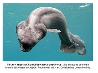 Tiburón anguía (Chlamydoselachus anguineus) vive en augas de media
fondura das costas do Xapón. Pode medir ata 4 m. Considérase un fosil vivinte.
 