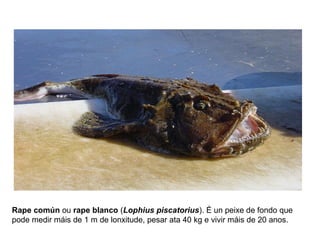 Rape común ou rape blanco (Lophius piscatorius). É un peixe de fondo que
pode medir máis de 1 m de lonxitude, pesar ata 40 kg e vivir máis de 20 anos.
 