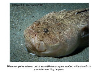 Miraceo, peixe rato ou peixe sapo (Uranoscopus scaber) mide ata 40 cm
e acada case 1 kg de peso.
 
