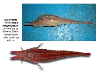 Malarmado
(Peristedion
cataphractum)
.Vive entre os
50 e os 500 m
de fondura e
pode medir ata
40 cm.
 