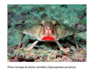 Peixe morcego de beizos vermellos (Ogcocephalus perractus)
 