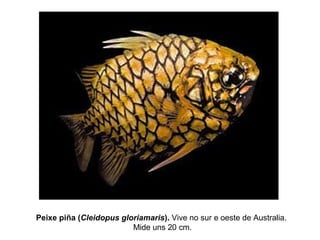 Peixe piña (Cleidopus gloriamaris). Vive no sur e oeste de Australia.
Mide uns 20 cm.
 