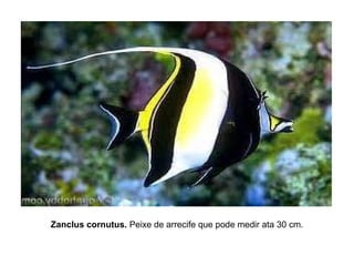 Zanclus cornutus. Peixe de arrecife que pode medir ata 30 cm.
 