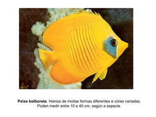 Peixe bolboreta. Hainos de moitas formas diferentes e cores variadas.
Poden medir entre 10 e 40 cm, según a especie.
 